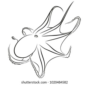 Sketch of octopus