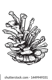 Sketch an old, cracked pine cone. Hand-drawn.