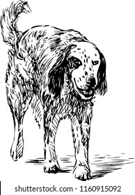 Sketch of an old spaniel for a walk