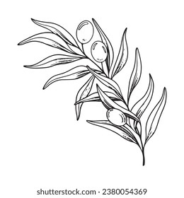 Sketch of olive branch with berries and leaves. Hand drawn vector line art illustration. Black and white drawing of the symbol of Italy or Greek for cards, design logo, tattoo