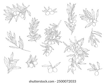 Sketch of olive branch with berries and leaves. Hand drawn vector line art illustration. Black and white drawing