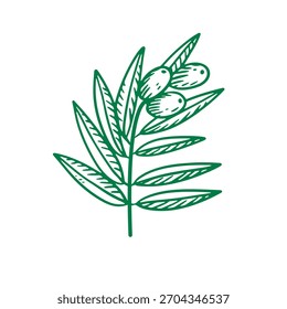 Sketch olive branch.  Vector isolated design. Hand drawn organic element