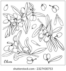 Sketch of olive branches. Hand drawn line art. Ilustration. Ink. Without colour. Leaves. Coloring book. Vector elements for packaging design, patterns, banners, food menu.