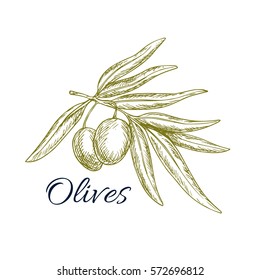 Sketch of olive tree branch with green olives. Vector object, vegetarian vegetable food salad ingredient and seasoning pack design for Italian, Mediterranean, Greek or Spanish cuisine