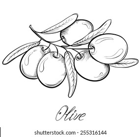 Sketch of olive tree branch. Hand drawn vector illustration