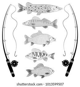 Sketch on a theme fishing, a river fish, fish tackles. Popular river fish are pike, crucian carp, perch, pike perch, carp. Sketch, vector illustration