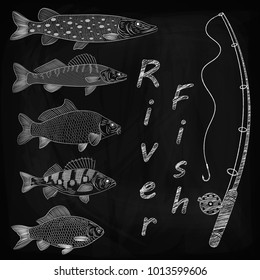 Sketch on a theme fishing, a river fish, fish tackles. Popular river fish are pike, crucian carp, perch, pike perch, carp. Sketch, drawing chalk on a blackboard, vector illustration