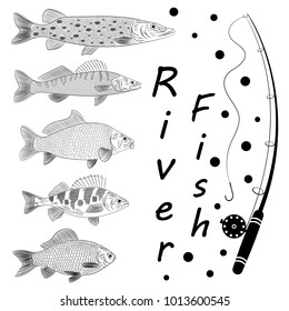 Sketch on a theme fishing, a river fish, fish tackles. Popular river fish are pike, crucian carp, perch, pike perch, carp. Sketch of drawing, vector illustration