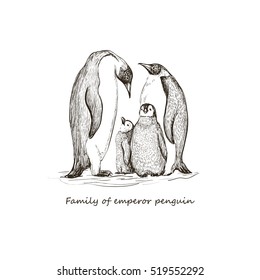 Sketch on white emperor penguins with chicks. Hand drawn