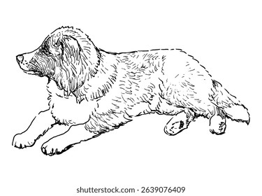 Sketch of one cute lying border collie puppy, purebred dog, realistic outline hand drawn vector illustration 