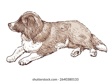 Sketch of one cute lying border collie puppy, purebred dog, realistic hand drawn vector illustration 
