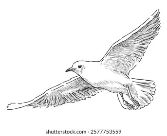 Sketch of one seagull bird flying, realistic vector hand drawing