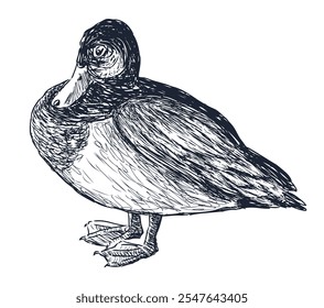 Sketch of one wild duck, realistic hand drawing, vector illustration