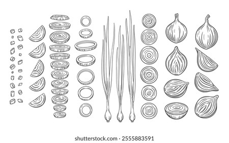 Sketch onion design elements. Cut onion bulbs, onion ring and slices, young green onion.