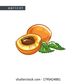 sketch orange apricots: 
one whole fruit  and half