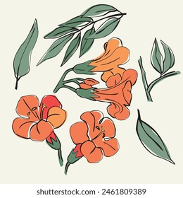 Sketch of the orange flower Campsis, liana. A green branch, leaves. Gardening. For patterns, postcards, magazines. Linear hand drawing of a flower. Vector graphics