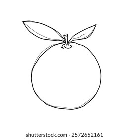 Sketch of an orange, simple black and white graphic illustration, hand-drawn, isolated on white, vector. Sweet, juicy, delicious fruit for decoration, label, design. Vegan Healthy Food