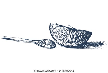 Sketch of orange slices. Vector illustration for design of menus, recipes, culinary blog