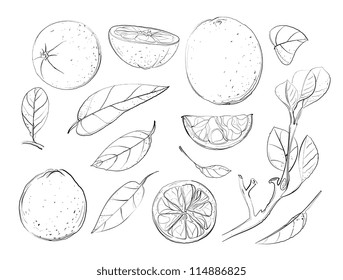 Sketch Oranges and Leaves Set. Vector oranges EPS8 illustration. No effects. All items are grouped separately, no fill color, use them on any background.