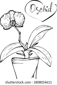Un boceto de una orquídea en una olla. Dibujo vectorial en color negro de una flor sobre un fondo blanco con una inscripción.