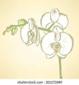 Sketch orchid, vector vintage background eps 10