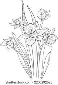 Sketch of outline daffodil flower coloring book hand drawn vector illustration artistically engraved ink art blossom narcissus flowers isolated on white background clip art  