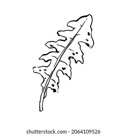Sketch outline dandelion leaf. Hand-drawn textured herb on white background. Doodle plant image. Nature, forest, ikebana, fall, summer sign. Carved inked leaf. Vector botanical season illustration