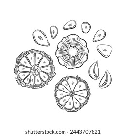 Sketch outline garlic. Hand drawn vector illustration of sliced garlic bulbs, cut heads and cloves, garlic slices. Set of garlic design elements. Healthy vegetable ingredient for spicy cooking.