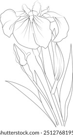 Sketch of outline iris flower coloring book hand drawn vector illustration artistically engraved ink art blossom iris flowers, aesthetic flower coloring pages isolated on white background clip art  