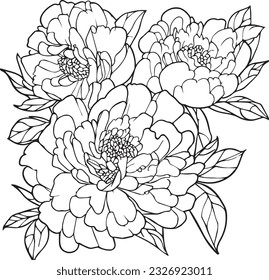 Sketch of outline peony flower coloring book hand drawn vector illustration artistically engraved ink art blossom peony flowers isolated on white background clip art.