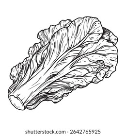 Sketch Outline Vector Illustration of Cabbage Leaves in a Colorful Vegetable Roll