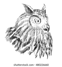 Sketch of owl on a white background