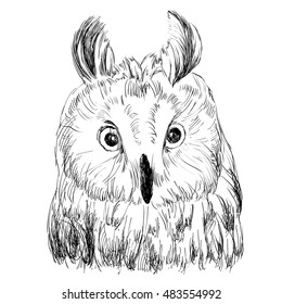 Sketch of owl on a white background