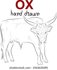 Sketch of ox.  Minimalistic style