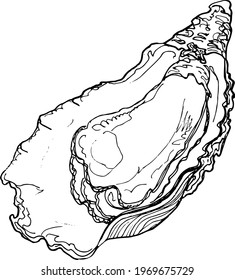  Sketch oyster. Hand drawing illustration.vector