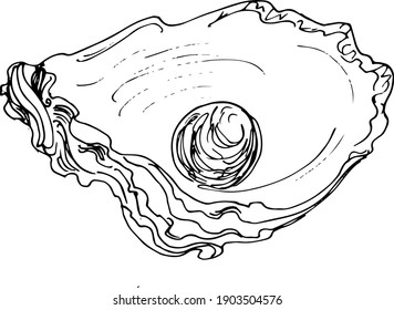  Sketch Oyster With Pearl. Hand Drawing Illustration.vector