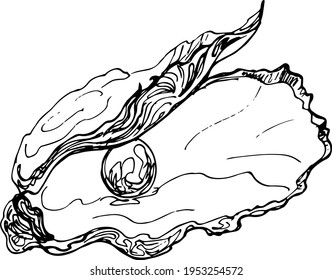  Sketch oyster with pearl. Hand drawing illustration.vector