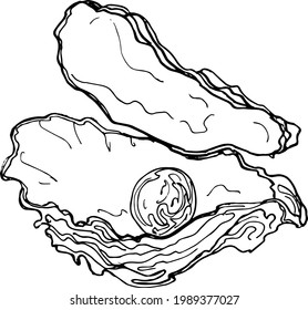  Sketch oyster with pearl. Hand drawing illustration.vector