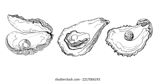 Sketch oyster with pearl and  shell.Hand drawing illustration.vector