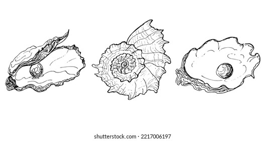 Sketch oyster with pearl and  shell.Hand drawing illustration.vector
