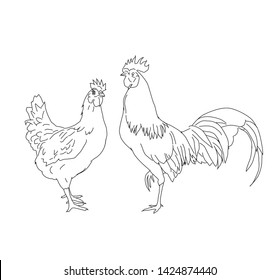 sketch a pair of chicken, white background
