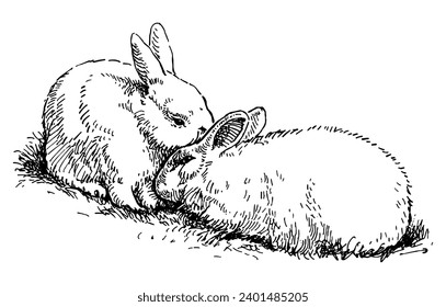 Sketch of pair cute loving fluffy white rabbits sitting in grass