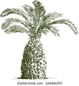 sketch of palm tree