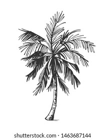 Sketch of palm tree. Hand drawn illustration converted to vector