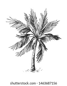 Sketch of palm tree. Hand drawn illustration converted to vector