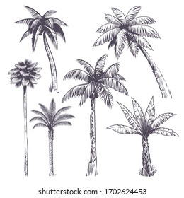 Sketch Palm Tree. Hand Drawn Tropical Coconut Palm Trees, Africans Plants. Hawaii Summer Vacation Engraving Drawing Vector Isolated Jungle Set