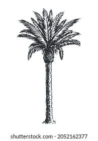 Sketch of palm tree isolated on white background. Hand drawn vector illustration