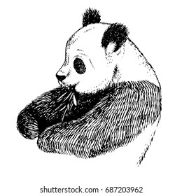 Sketch Panda with bamboo. Engrave ink draw panda illustration. Hand drawn panda bear