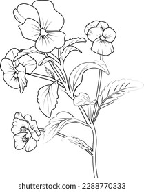 Sketch of pansy flower illustration hand-drawn botanical leaf buds isolated on white, spring flower and ink art style, botanical garden element. pansy line drawing, pansy flower drawing coloring page.