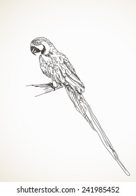 Sketch of parrot, Hand drawn vector illustration